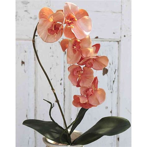 Acheter Des Orchid E Phalaenopsis Artificielle Zafira Piquet Abricot