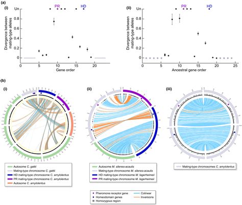 Recombination Suppression And Evolutionary Strata Around Matingtype