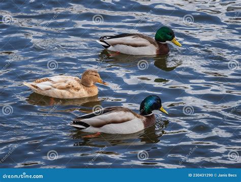 Two Leucistic Albino Female Mallard Ducks In The Flock Of Usual Mallard