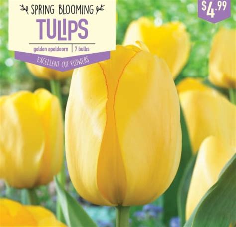 Garden State Bulb Tulip Golden Apeldoorn Bulbs 7 Count 7 Ct QFC