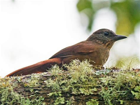 Las 25 Aves Más Bellas De Venezuela ¡conócelas