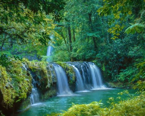 Photographing Australia: Rainforest