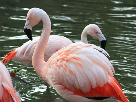 Chilean Flamingo| Alexandria Zoo