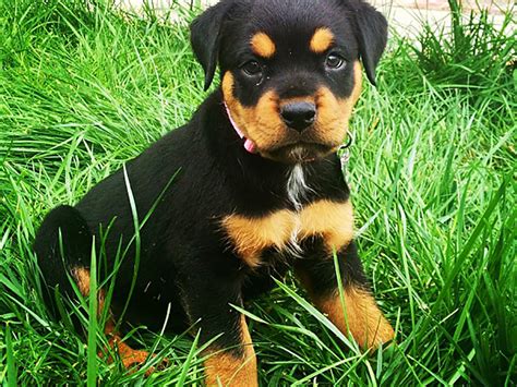 baby rottweiler life expectancy - Gigi Cote