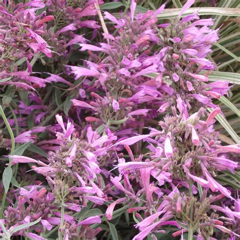 Artemisia Alba Canescens