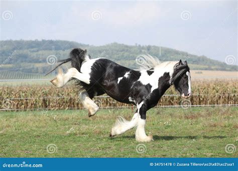 Gorgeous Irish Cob With Long Mane Jumping Stock Photo Image Of