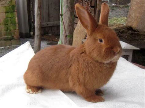 Thrianta Rabbit ULTIMATE Breed Care Advice Guide