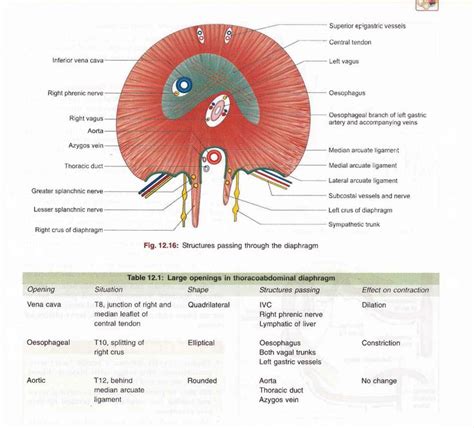 Diaphragm opening | Anatomy images, Human body anatomy, Thoracic duct