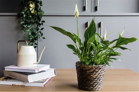 Peace Lily Plant Care And Growing Guide