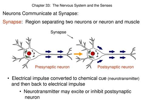 The Nervous System And The Senses Ppt Download