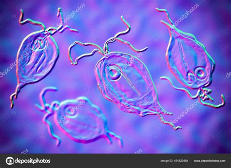 Pentatrichomonas Hominis Protozoan Illustration Also Known Trichomonas Hominis Intestinalis