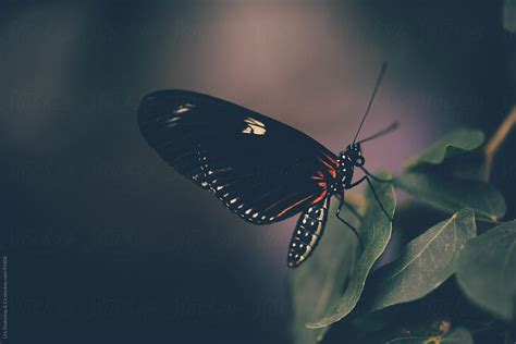 Butterfly By Stocksy Contributor Urs Siedentop Co Stocksy