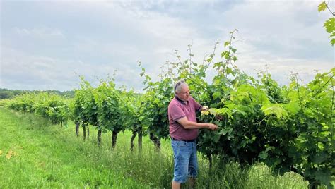 Face La Crise Du Vin Rouge De Bordeaux Hectares De Vignes