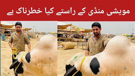 Karachi Biggest Cattle Market Sohrab Goth Market Maweshi Mandi Latest