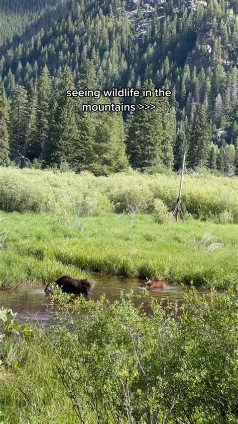 Seeing Wildlife in the Mountains >>> | Outdoor Adventure Travel ...