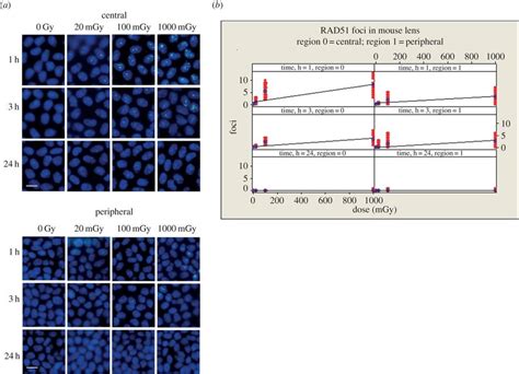 Formation Of Rad Containing Foci In Nuclei Of Lecs After Exposure To