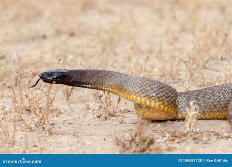 Dangerously Venomous Inland Taipan Stock Photo - Image of inland, snake ...