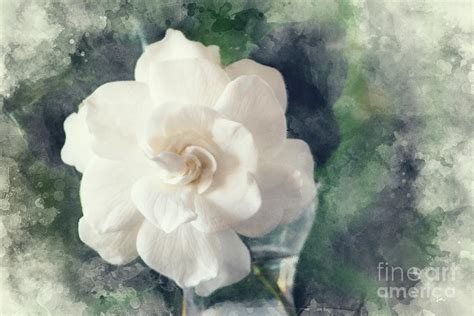 Gardenia Watercolor Painting By Sarah Ainsworth Fine Art America