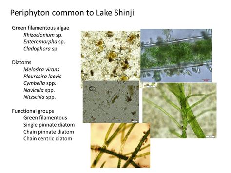 Effect Of Lake Shinji Periphyton Upon Phosphorus Sorption By Concrete