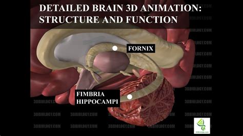 Human Neuroanatomy Detailed Brain 3D Animation Structure And