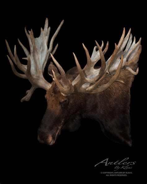 SCI World Record Non-Typical Moose - Antlers by Klaus