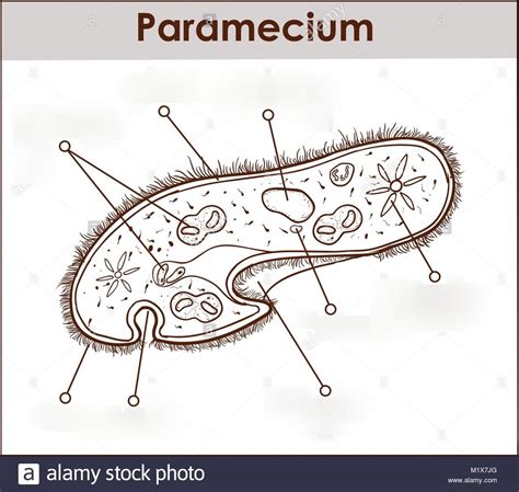 paramecium sp. Diagram | Quizlet