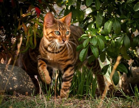 Katter Som Ser Ut Som Tigrar Leoparder Och Geparder Avenir