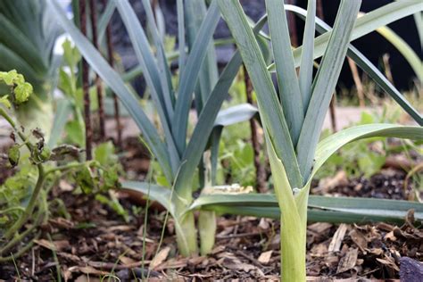 Cómo cultivar y cuidar los puerros BestHome365