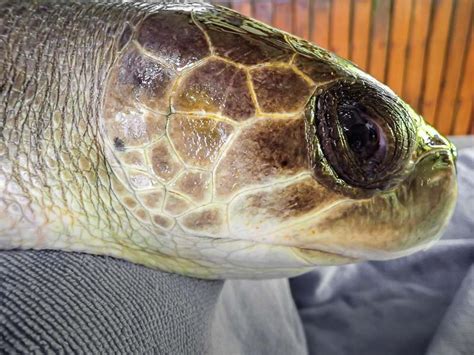 BURRITA Turtle Rescue Rehabilitation In The Maldives