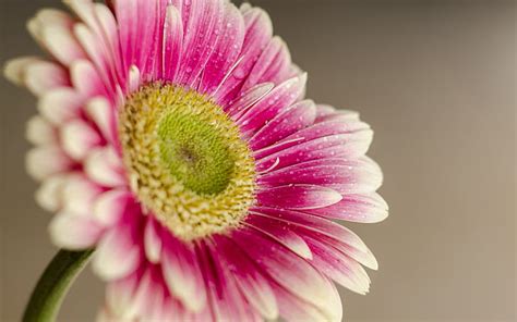 Flower Macro Water Drops Hd Naturaleza Flor Macro Agua Gotas