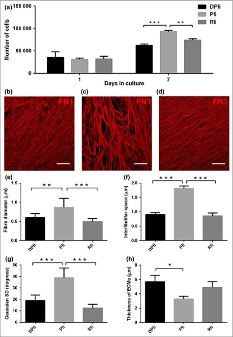 Morphological Characterization Of Cell Assembled Extracellular Matrices