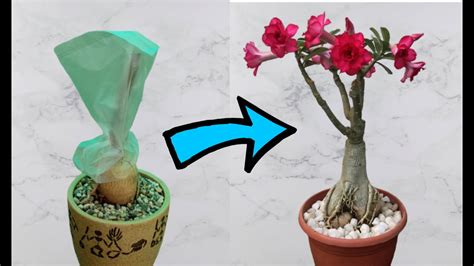 Successful Grafting Trick In Adenium🌿 Must Watch Youtube