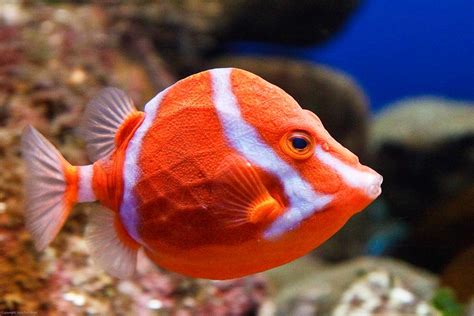 Australian Boxfish Aka Humpty Dumpty The Famous Humpty Dum Flickr