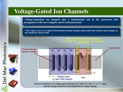 PPT - Voltage-Gated Ion Channels PowerPoint Presentation, free download ...