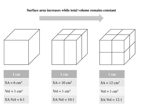 How To Work Out Surface Area To Volume Ratio