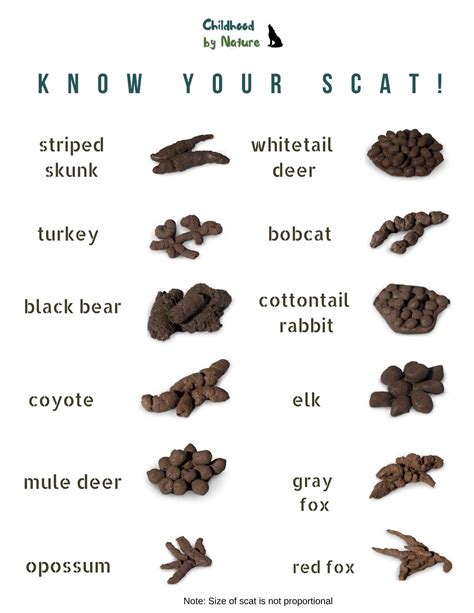 Nature Detective: Identifying Scat – Childhood By Nature