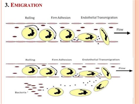 Patho Inflammation Ppt