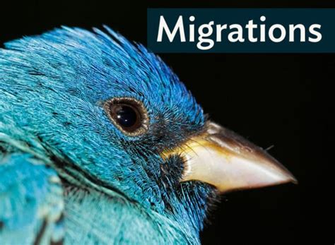 Migrations: Indigo Bunting, Master Stargazer | BirdNote