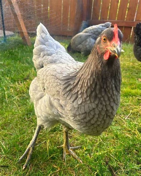 20 Best Chicken Breeds for Eggs (Ranked by Egg Yield)