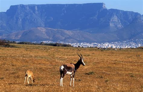 Renosterveld of the Cape Fold Mountains