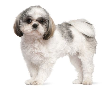 39 Shih Tzu Hairstyles: from Long to Short Haircuts - Hood MWR
