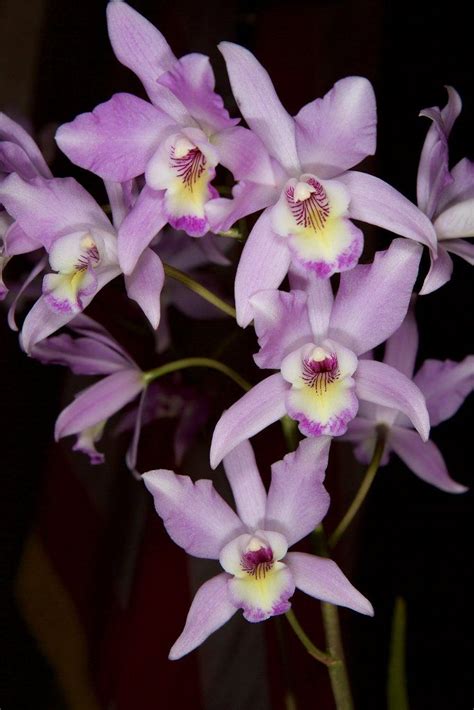 Orchid Kingdom Orchidkingdom Twitter Orquideas Cymbidium Kingdom