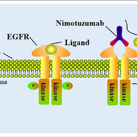 PDF Nimotuzumab An Anti EGFR Monoclonal Antibody In The Treatment