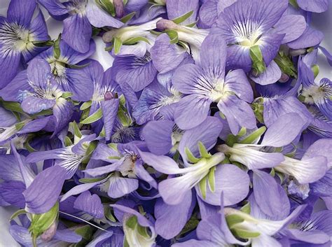 Eating Wild: Wild Violet is Waiting to be Discovered | Edible Cape Cod