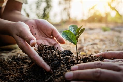 ACCIONA Australia On Twitter Yesterday Was NationalTreeDay