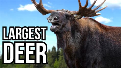 7 Of The Largest Deer Species In The World Youtube