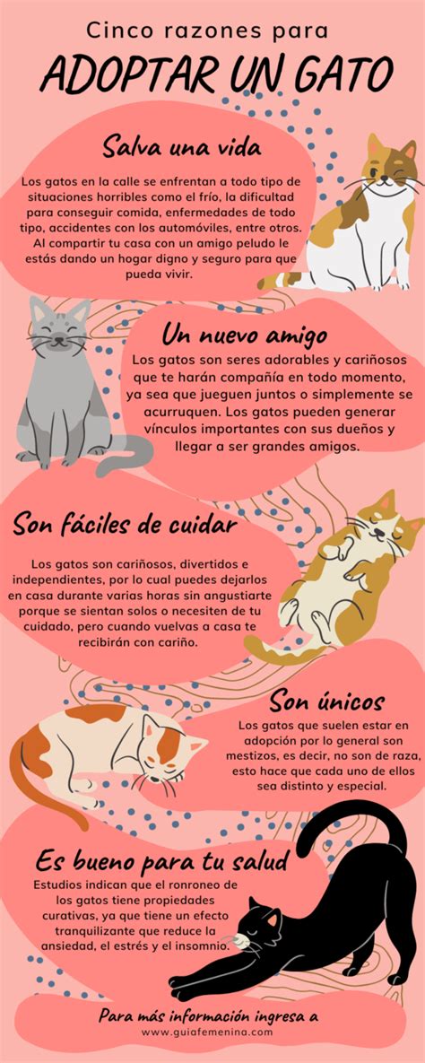 ¿adoptaste Un Gatito Consejos Básicos Para Cuidar A Tu Nuevo Gato