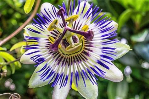 Purple Perennial Flowers Urban Garden Gal