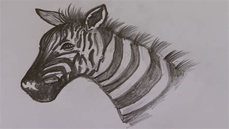 How To Draw A Zebras Head Youtube