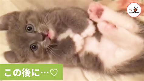 お腹こちょこちょ → なぜか時間差でパッ♪ 子猫の愛らしい様子にキュンっ♥ Peco Tv Yahoo Japan